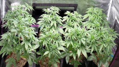 Photo of Growing Cannabis at Home? Choose Quality Seeds in 7 Simple Steps