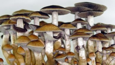 Photo of Magic mushrooms help cancer patients deal with end of life anxiety